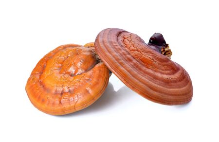 Lingzhi Mushroom Ganoderma Lucidum Isolated on white backgroundの写真素材