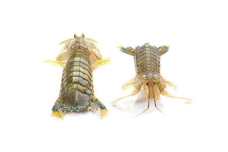 Fresh mantis shrimp on a white background, closeup of photoの写真素材