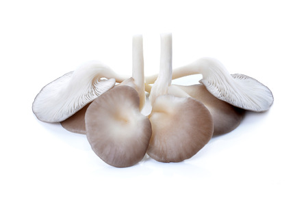 Indian Oyster, Phoenix Mushroom On White Backgroundの写真素材