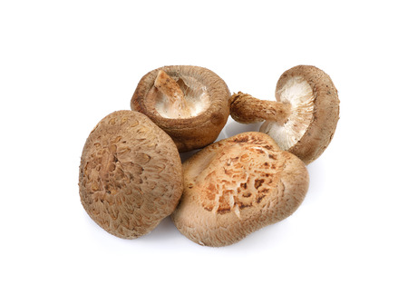 Shiitake mushroom on the White backgroundの写真素材