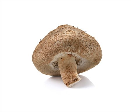Shiitake mushroom on the White backgroundの写真素材