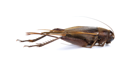 cricket isolated on white backgroundの写真素材