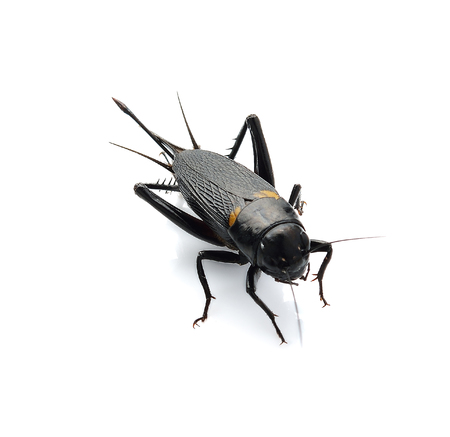 Gryllus bimaculatus isolated on white backgroundの写真素材