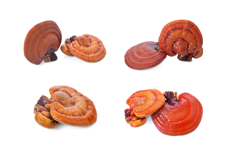Lingzhi Mushroom (Ganoderma Lucidum) Isolated on white backgroundの写真素材