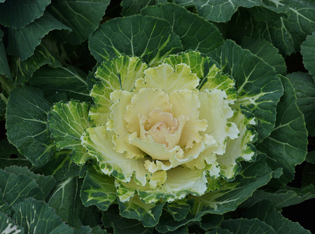 cabbage isolated photography on a white backgroundの写真素材