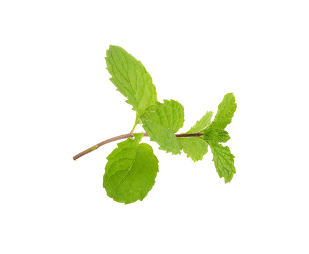 peppermint isolated on a white background, photographyの写真素材