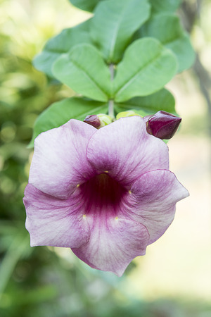 genus Hibiscus or roselle flower in the natureの写真素材