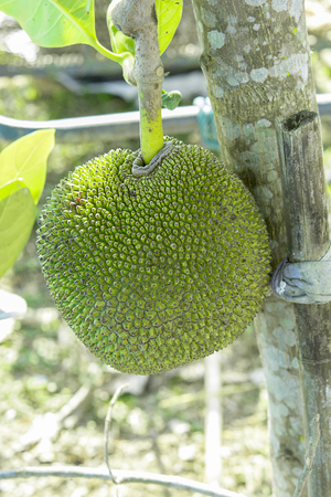 jackfruit in nature background, photographyの写真素材