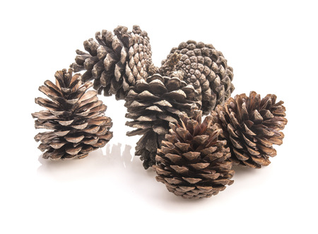 Pine cones isolated on a white background, photographyの写真素材
