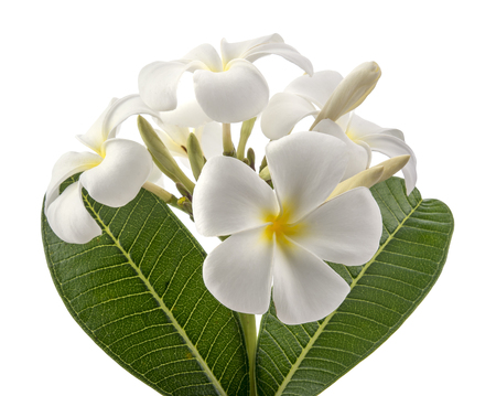 Plumeria flowers photography in the nature, Plumeriaの写真素材