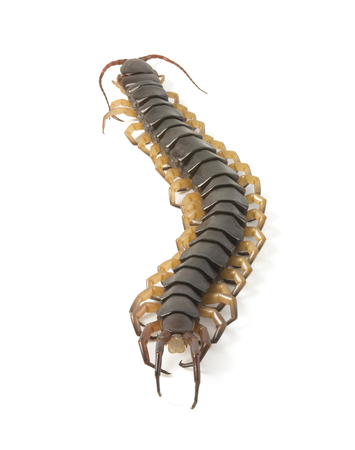 centipede isolated photography on a white background