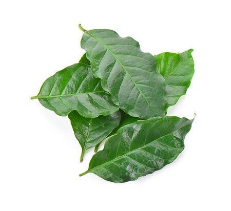 Coffee leaf isolated on a white background, photographyの写真素材