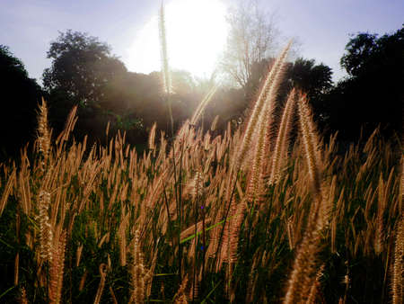 Grass flowers at sunsetの写真素材
