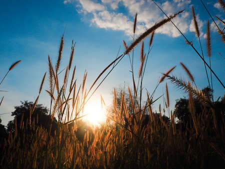 Grass flowers at sunsetの写真素材