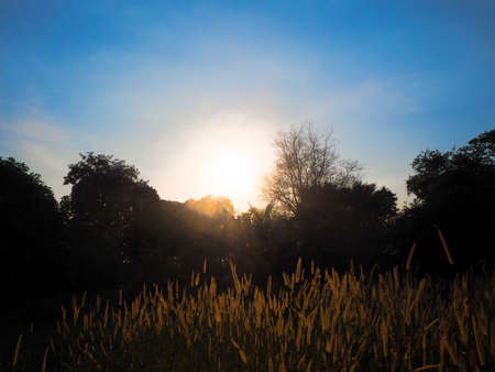 Grass flowers at sunsetの写真素材