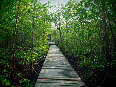 A wooden pathway in mangrove forestの写真素材
