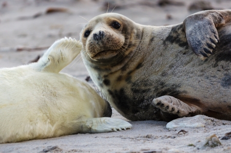 Cute picture of a gray seal family on the island Helgoland in Germany の写真素材