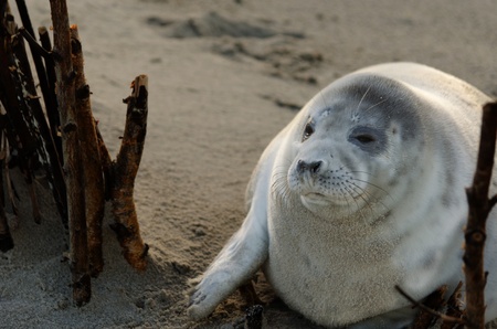 A well fed young gray seal at the beach of the island Helgoland in Germany.の写真素材