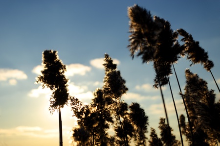 The lighting condition turns common reed into a magical forest の写真素材