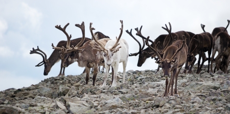 A herd of reindeer in Jotunheimen national park, Norway の写真素材