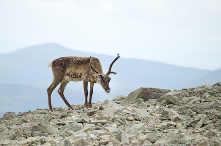 A reindeer in Jotunheimen national park, Norway の写真素材