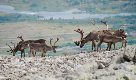 A herd of reindeer in Jotunheimen national park, Norway の写真素材