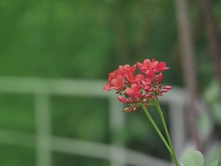 Beautiful flower background made with color filters.