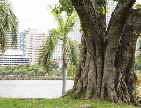 Big tree beside the lake at the park in Thailand