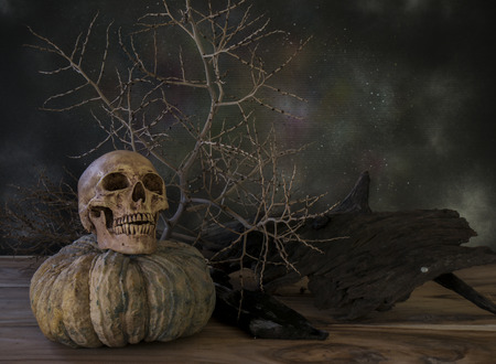 Still life with skull and dry plants in dark color toneの写真素材