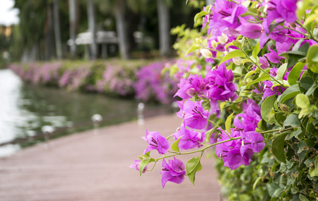 Pink Bougainvillea flowers beside the lake at the city parkの写真素材