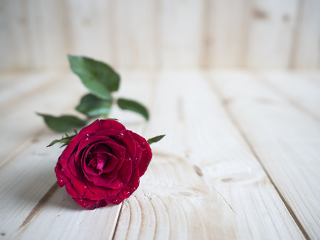 One red rose on wood background for love concept, Valentines dayの写真素材