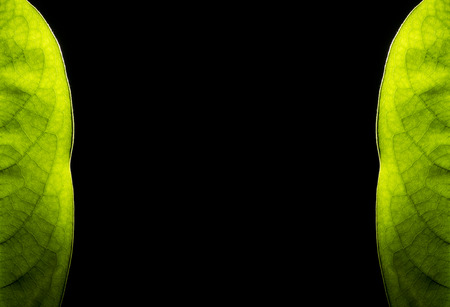 Half of green leaf on black background