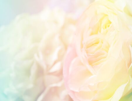 Beautiful flower background / wallpaper made with color filters effect.の写真素材