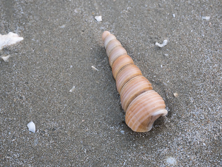 Selective focus of shell on sand in the beach