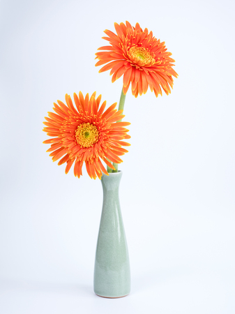 Two orange Gerbera flower in glass bottle on isolated / white backgroundの写真素材