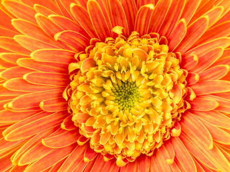 Closeup orange Gerbera flower texture / wallpaper / backgroundの写真素材