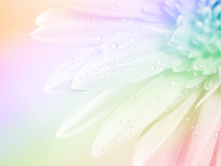 Colorful flower background / wallpaper made with color filters effect.の写真素材