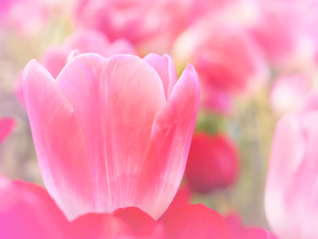 Closeup of Pink Tulip flower with soft focusの写真素材