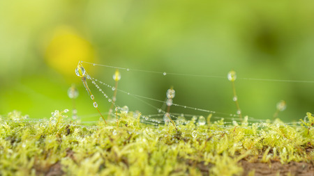 Macro waterdrop on green moss / lichen over the tree with sunlight in the forest on bokeh background (Selective Focus)の写真素材