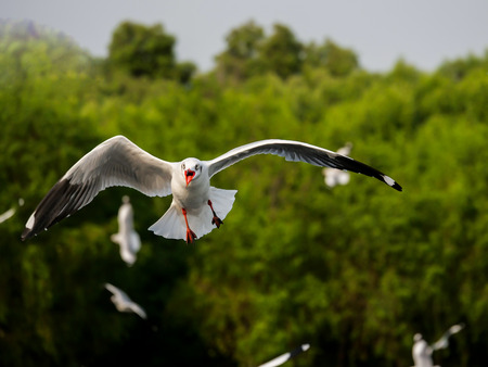 Flock of Seagull bird flying over the sea in the coast with green tree blur backgroundの写真素材