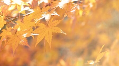 Closeup yellow maple leaves with blue background on autumn season at Japan with copy space