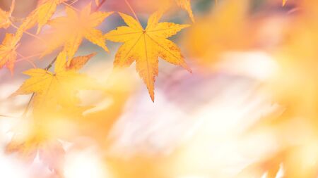 Closeup yellow maple leaves with sunlight and bokeh  background on autumn season at Japan with copy...