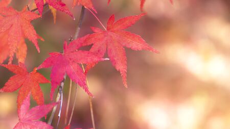 Closeup red maple leaves with sunlight and bokeh  background on autumn season at Japan with copy...