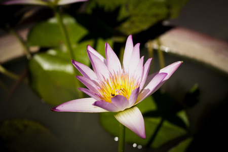 beautiful lotus flower in bloomingの写真素材