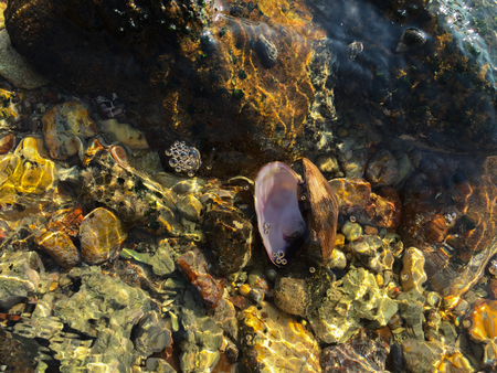 Mollusks and barnacle living on the stone artの写真素材