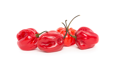 Group of Red Habanero Peppersの写真素材