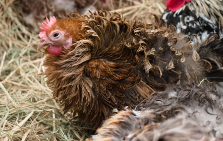 Close-up view of Cochin Hen Chicken with furry on farm.の写真素材
