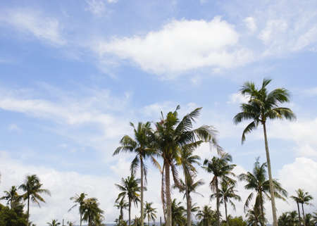 Coconut palm tree with blue sky background. Beautiful nature, paradise travel destination concept.