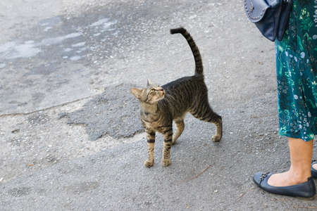 Domestic short hair street cat looking up at woman human. Concept : looking for home, friendship, relationship.の写真素材