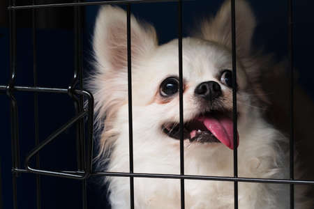 Happy and friendly white long-hair chihuahua pet dog in house cage. Close up at face, tongue smiling and looking.の写真素材